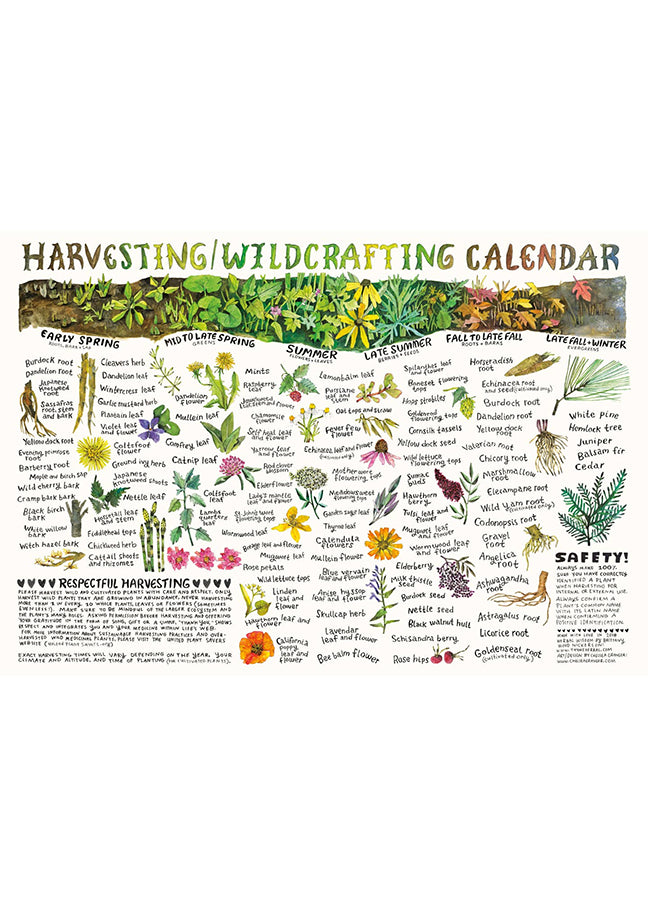 Harvesting + Wildcrafting Calendar