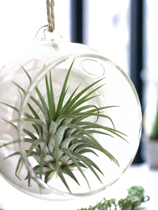 Air Plant and Glass Globe